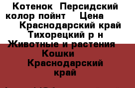 Котенок. Персидский колор-пойнт. › Цена ­ 4 000 - Краснодарский край, Тихорецкий р-н Животные и растения » Кошки   . Краснодарский край